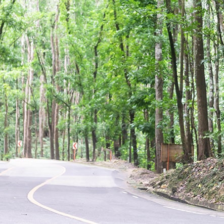 Bilar Man-Made Forest bohol