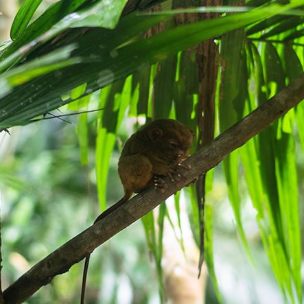 Tarsier in bohol