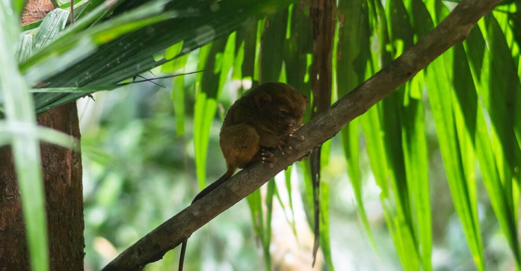 tarsier hiding in a branch
